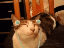 Cat Massage GIF - Cat Massage Mood GIFs