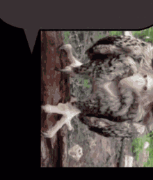 Pigona Owl GIF - Pigona Owl Text GIFs