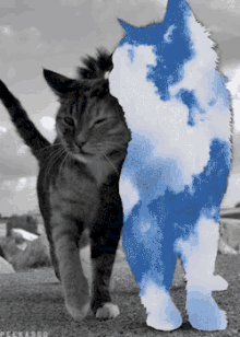 Cats Pussy GIF - Cats Pussy Sky GIFs