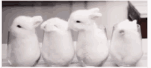 Bunny Rabbit GIF - Bunny Rabbit Baby Animal GIFs