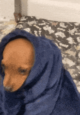 a dog wrapped in a blue blanket on a bed