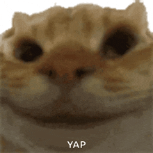 a close up of a cat 's face with the words yap written on the bottom .