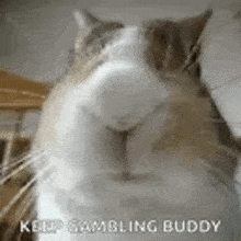 a close up of a cat 's face with a caption that says `` keep gambling buddy '' .