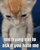 a cat is standing on its hind legs with the words " me trying not to ask if you hate me "
