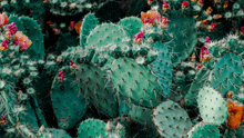 a close up of a cactus with pink and orange flowers
