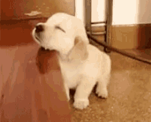 Puppy Sleepy GIF - Puppy Sleepy Stairs GIFs