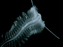 Deep Sea Fish GIF
