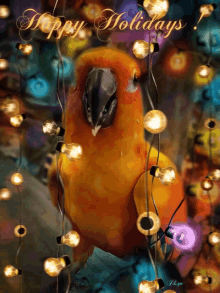 happy holidays bird sunconure colorful greeting