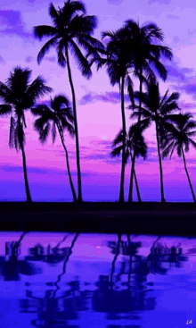 wallpaper palm trees sunset relax
