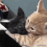 a kitten is kissing another kitten on the cheek .
