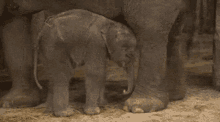 Passout Baby GIF - Passout Baby Elephant GIFs