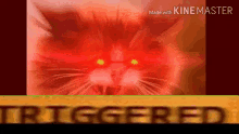 Triggered Triggered Cat GIF - Triggered Triggered Cat GIFs