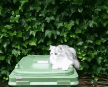 Cat Dizzy GIF - Cat Dizzy Spinning GIFs