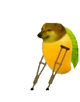 a dog shaped like a mango with crutches