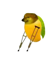 a dog shaped like a mango with crutches