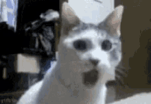 Cat Shock GIF - Cat Shock Funny Animals GIFs