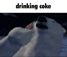 coke coca cola polar bear drinking coke drinking
