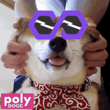 Polydoge Pdoge GIF - Polydoge Pdoge Memecoin GIFs