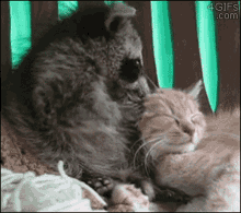 Love Bite Cat GIF - Love Bite Cat Raccoon GIFs