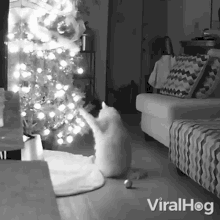 Cat Searching Viralhog GIF - Cat Searching Viralhog Looking For Something GIFs