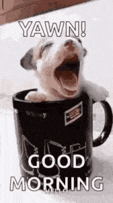 a puppy is yawning in a coffee mug and says `` yawn ! good morning hello '' .