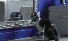 Kitty Surprised GIF - Kitty Surprised Shocked GIFs