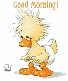 Duck Good Morning GIF