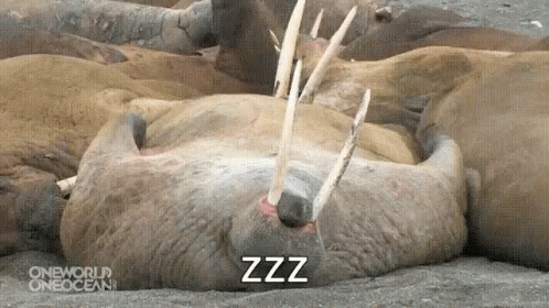 lazy walrus gif