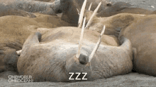 Walrus Sleeping GIF - Walrus Sleeping Tired GIFs