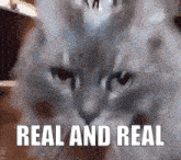 Real And Real Fat Cat GIF - Real And Real Real Fat Cat GIFs