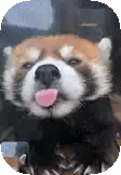 a red panda is sticking its tongue out .