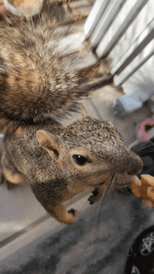 Squirrel Feeding Squirrel GIF - Squirrel Feeding Squirrel Feeding GIFs