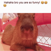 capibara