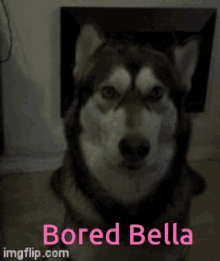Bored Bella Bella Waiting For Will GIF - Bored Bella Bella Waiting For Will Yawning Husky GIFs