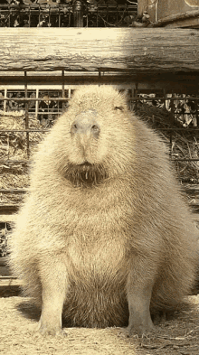 Capybara Capybara Hup GIF - Capybara Capybara Hup Hup GIFs