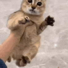 Vro Vro Cat GIF - Vro Vro Cat Vro Running GIFs