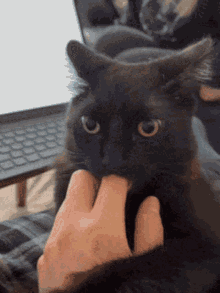 Cat Lickies GIF