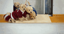 Puppies Puppy GIF - Puppies Puppy Dogs GIFs