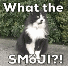 a black and white cat is sitting in front of a bush with the words what the smoji written below it
