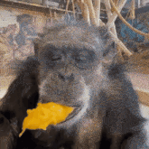 a chimpanzee is eating a piece of cheese