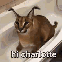 Hi Charlotte GIF - Hi Charlotte Big Floppa GIFs