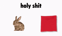 Holy Shit Bunny Disapears GIF - Holy Shit Bunny Disapears Magic Trick GIFs