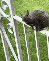 Squirrel Pointing GIF - Squirrel Pointing At GIFs