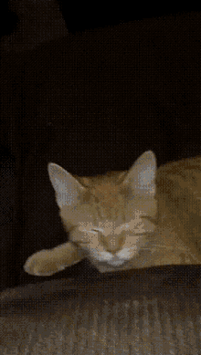 Erikwybeecat Wybee Cat GIF - Erikwybeecat Wybee Wybee Cat GIFs