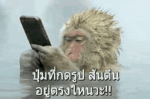 Monkey With GIF
