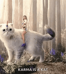 Taylor Swift Cat GIF