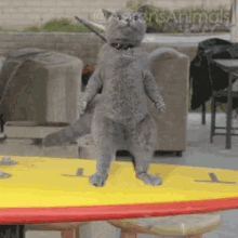 Cat Dance Dancing GIF - Cat Dance Dancing Cat GIFs