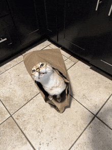 a cat is wrapped in a paper bag on the floor