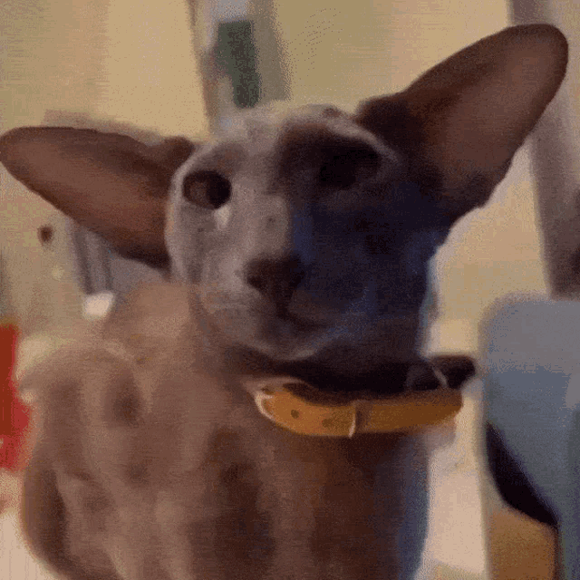 A gif of an oriental shorthair meowing
