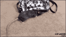 Mouse Stealing GIF